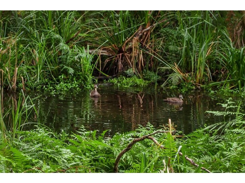 75 Sunrise Boulevard, Byron Bay NSW 2481