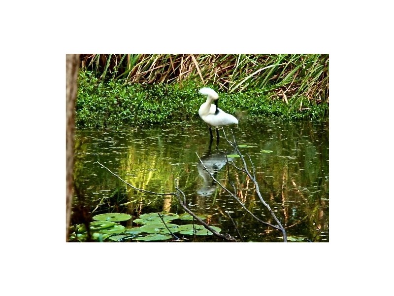 75 Sunrise Boulevard, Byron Bay NSW 2481