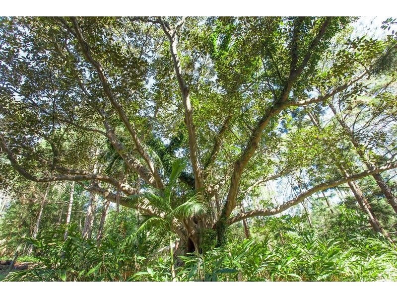 294 Skinners Shoot Road, Byron Bay NSW 2481