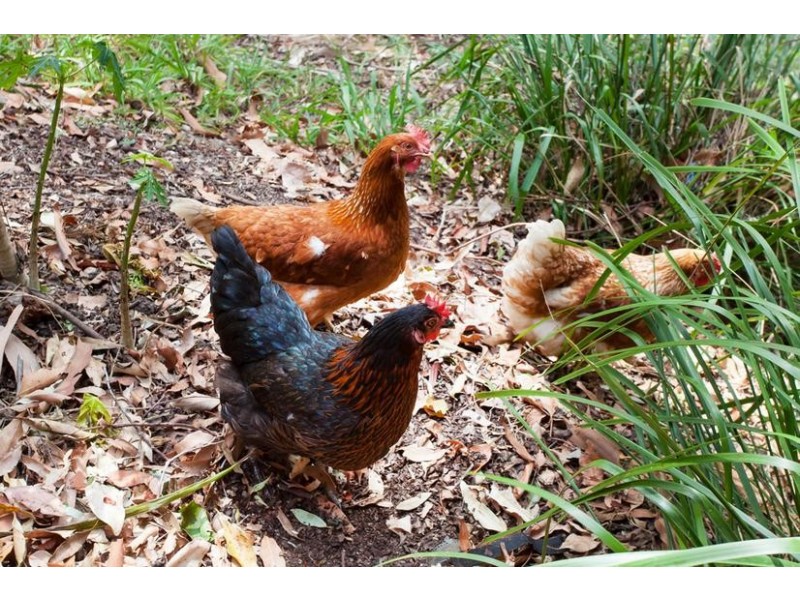 53 Kingsvale Road, Myocum NSW 2481