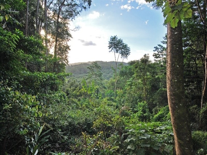 169 Cedar Road, Wilsons Creek NSW 2482