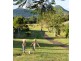 Tuckeroo Avenue, Mullumbimby NSW 2482