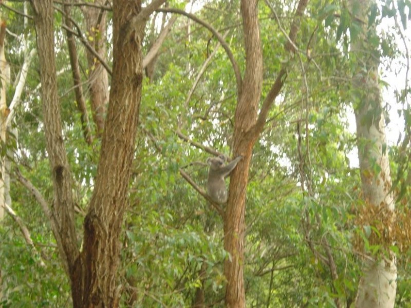 21a Bay Vista Lane, Ewingsdale NSW 2481