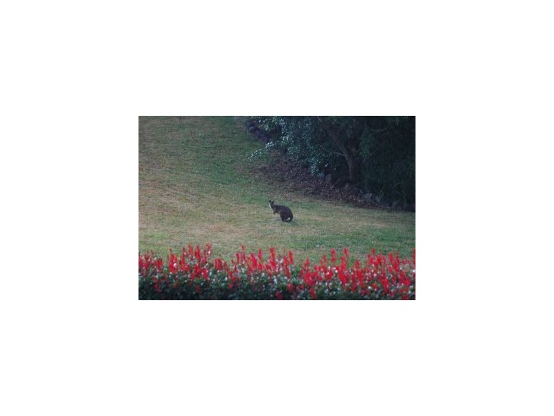 231 Coopers Shoot Road, Byron Bay NSW 2481