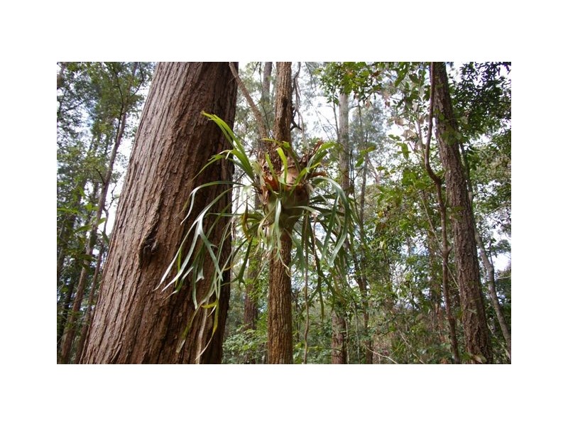 Lot 4,  Richards Road, Newee Creek NSW 2447