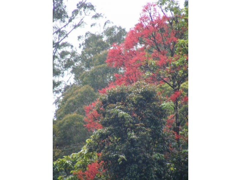 Lot 4,  Richards Road, Newee Creek NSW 2447