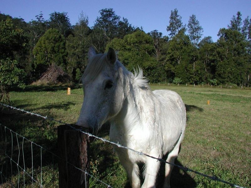 2814 North Arm Road, Girralong NSW 2449