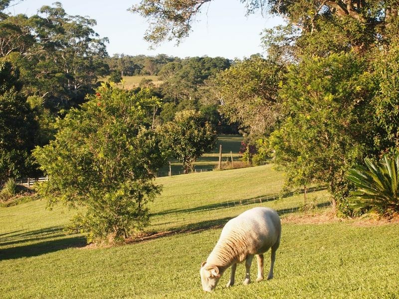 Newee Creek NSW 2447