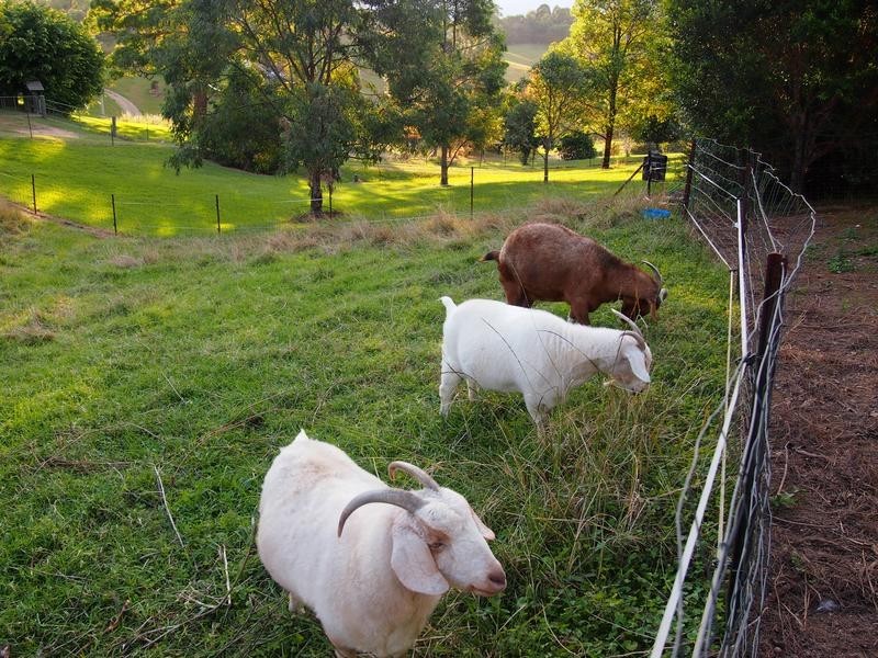 Newee Creek NSW 2447