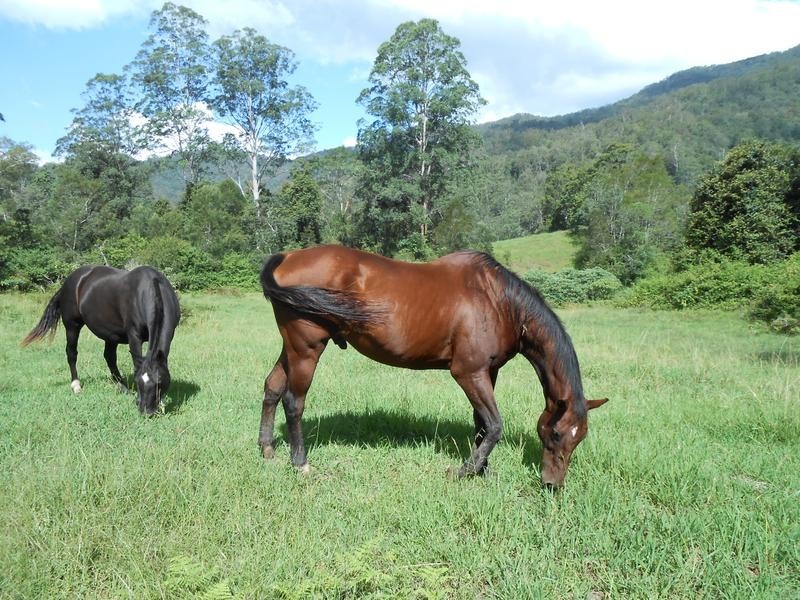 North Arm Road,, Girralong NSW 2449