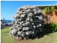 36 Waratah Street, Scotts Head NSW 2447