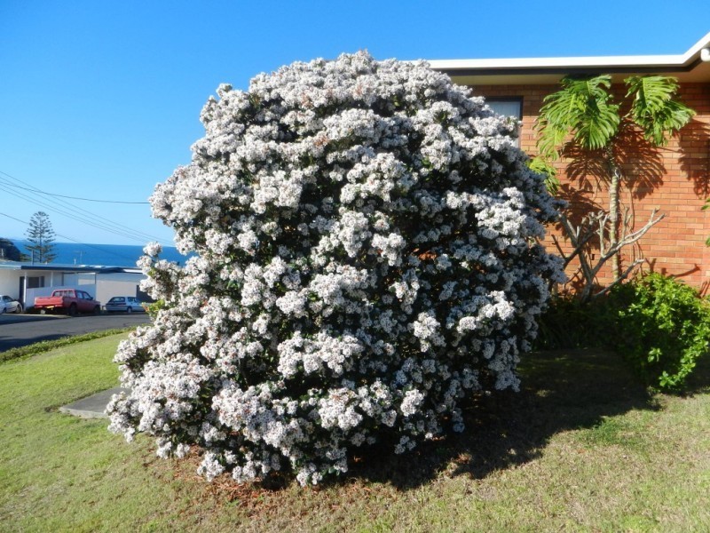 36 Waratah Street, Scotts Head NSW 2447