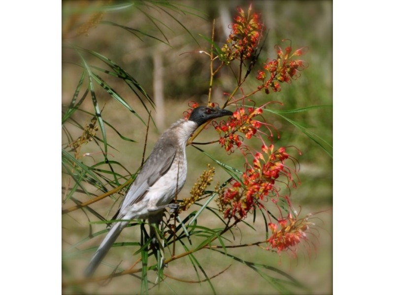 5 Gannet Drive, Scotts Head NSW 2447