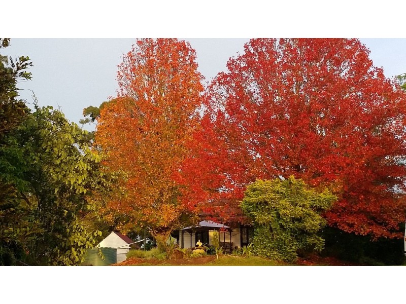 1319 North Arm Road, Argents Hill NSW 2449