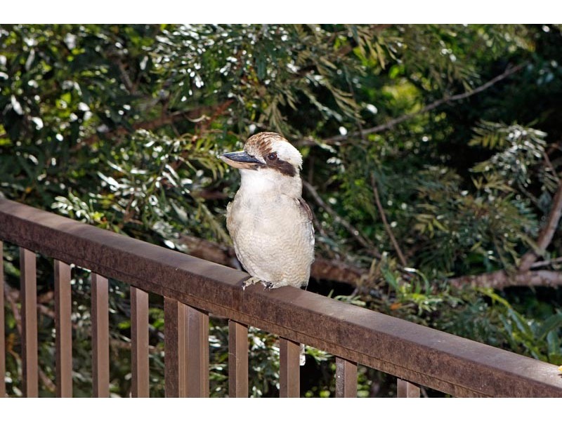 39 Central Avenue, Como NSW 2226