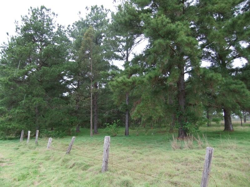 1270 Mongogarie Road, Mongogarie NSW 2470
