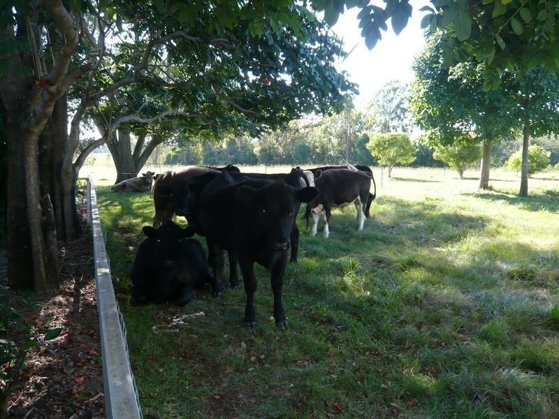 80 Emu Park Road, Ellangowan NSW 2470
