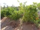 1 Paradise Way, Menindee NSW 2879