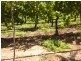 New Block Ivanhoe Road, Menindee NSW 2879