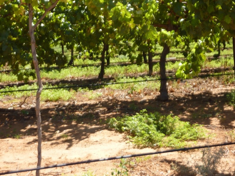 New Block Ivanhoe Road, Menindee NSW 2879