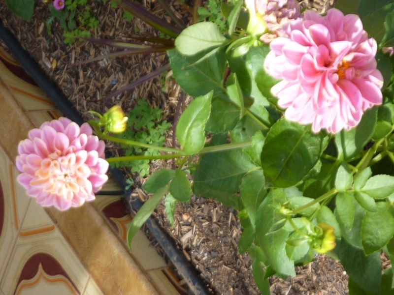 188 Iodide Street, Broken Hill NSW 2880