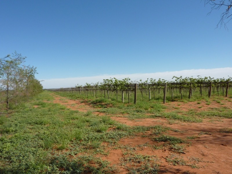 LOT 2 Wilcannia Road, Menindee NSW 2879