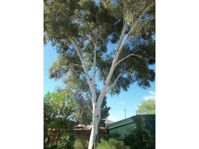 393 Bromide Street, Broken Hill NSW 2880