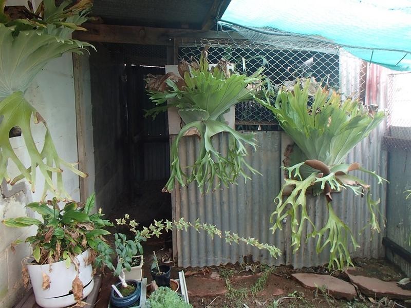 81 Morish Street, Broken Hill NSW 2880