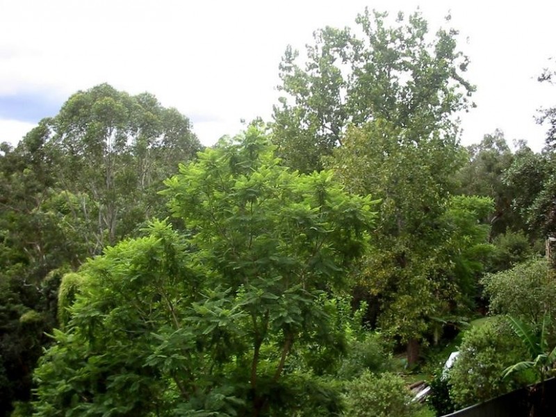 43 Oakland Av, Baulkham Hills NSW 2153