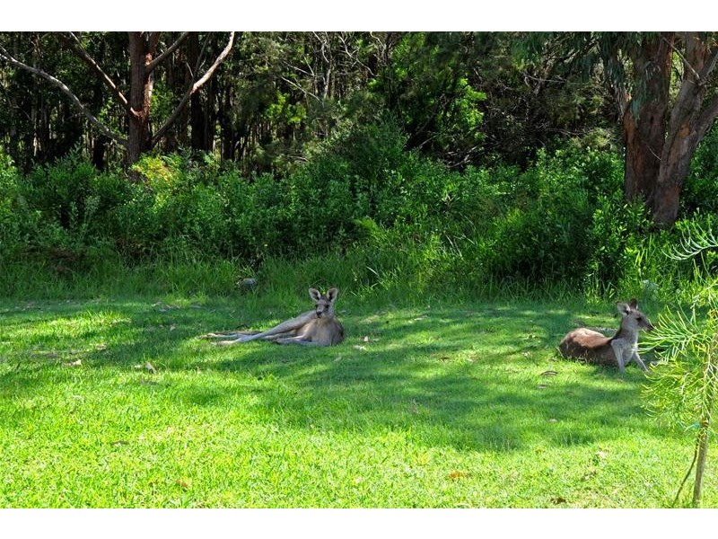 16 Alexander Close, Dunbogan NSW 2443