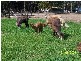 Herons Creek NSW 2443