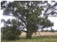 Seymour VIC 3660