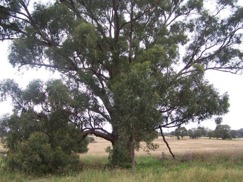 Seymour VIC 3660