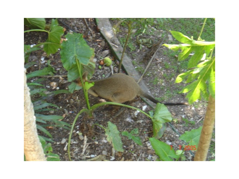 6/406 Chatswood Road, Shailer Park QLD 4128