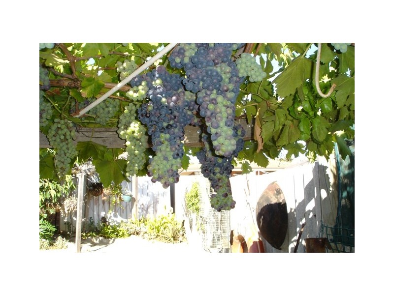 13 Eddington Close, Rangeway WA 6530