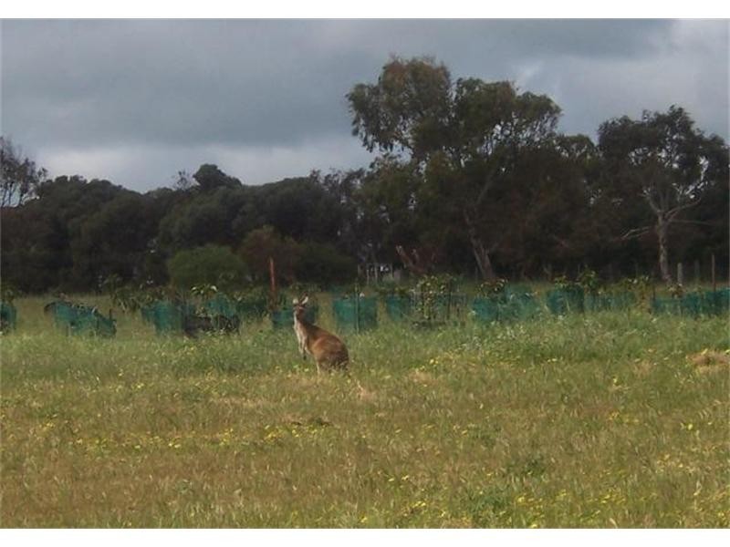 11 Trant Road, Geraldton WA 6530