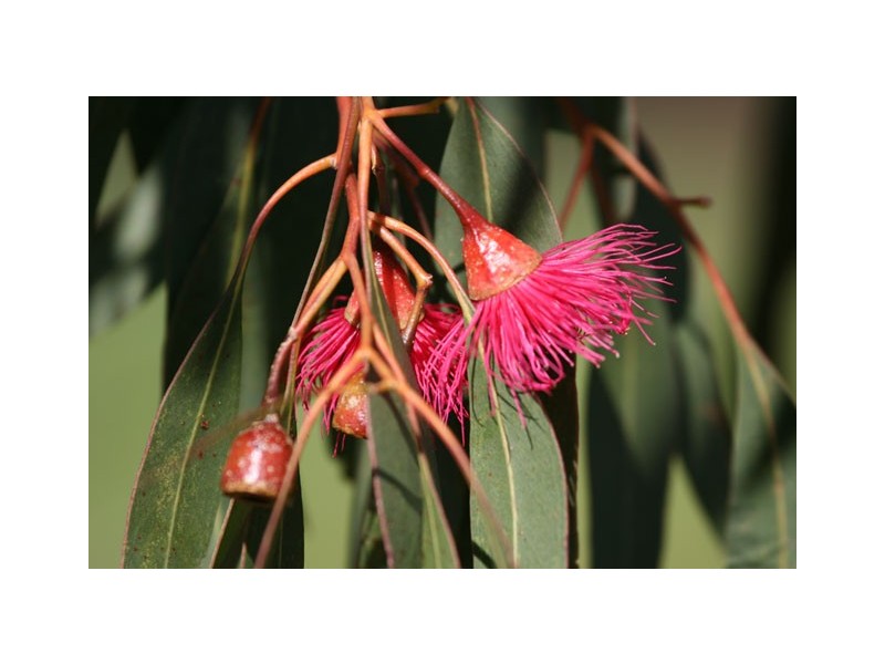 260 Sadler Way, Deepdale WA 6532