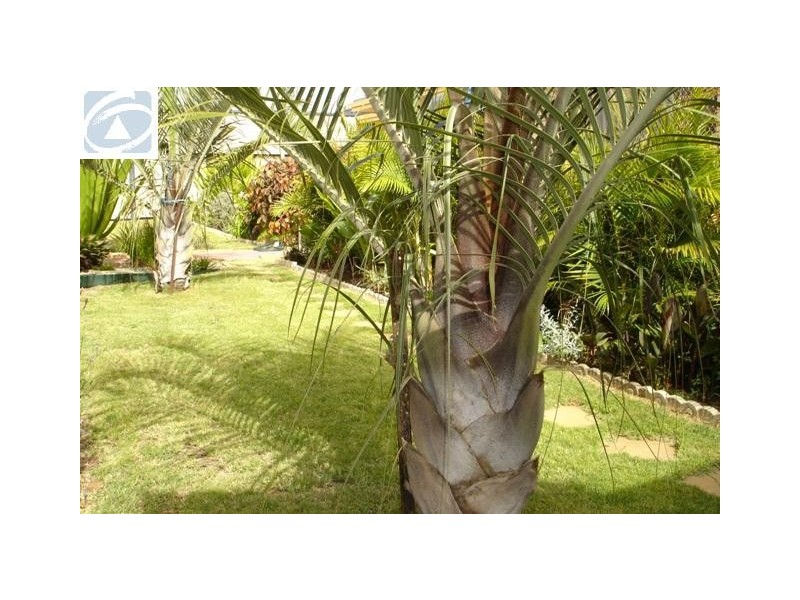 293 Seventh Street, Wonthella WA 6530