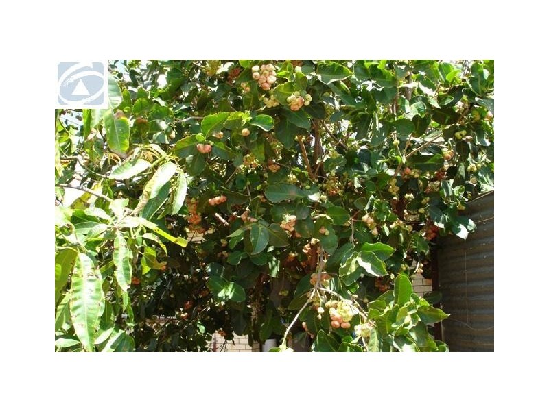 293 Seventh Street, Wonthella WA 6530