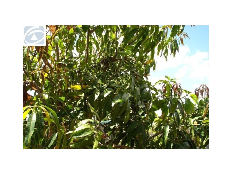 293 Seventh Street, Wonthella WA 6530