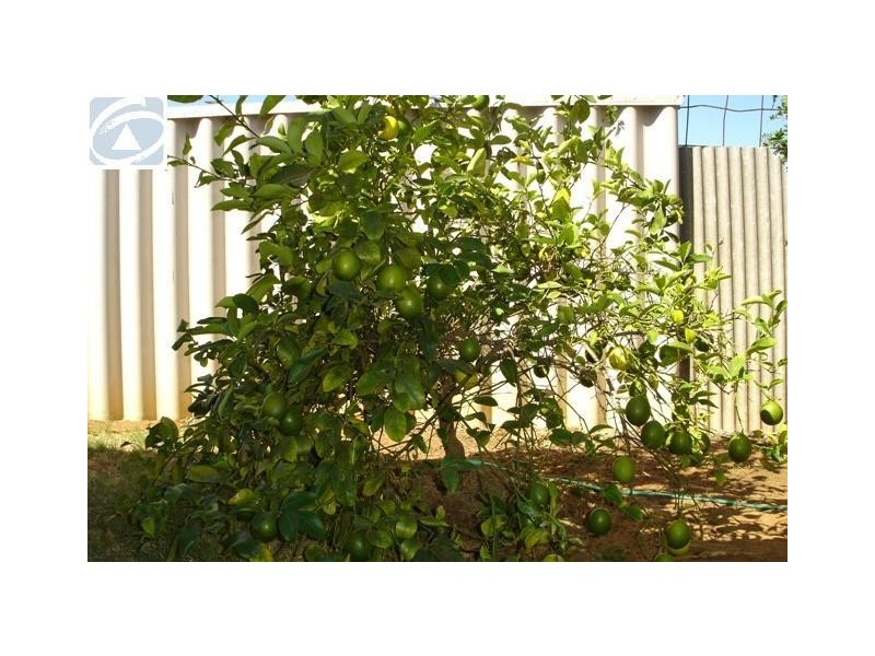 262B First Street, Wonthella WA 6530