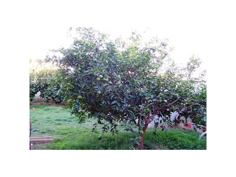 8 Archer Street, Utakarra WA 6530