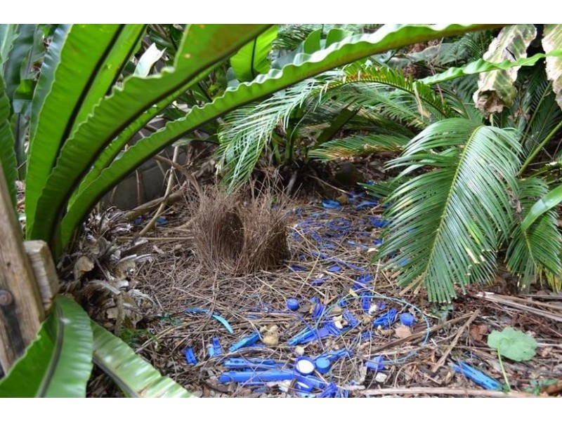 67 Girrawheen Avenue, Kiama NSW 2533