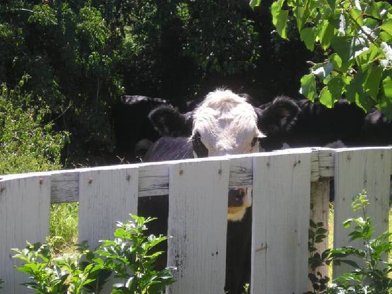 156 Toolijooa Road, Toolijooa NSW 2534