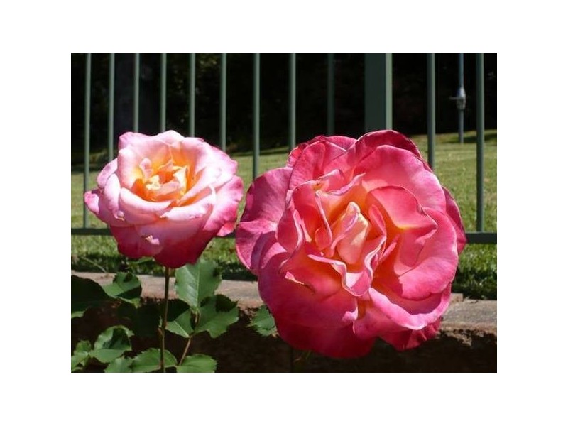 125 Brinawarr Street, Berry NSW 2535