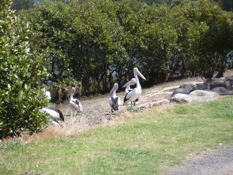 Shoalhaven Heads NSW 2535