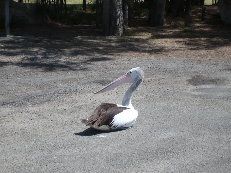 Shoalhaven Heads NSW 2535