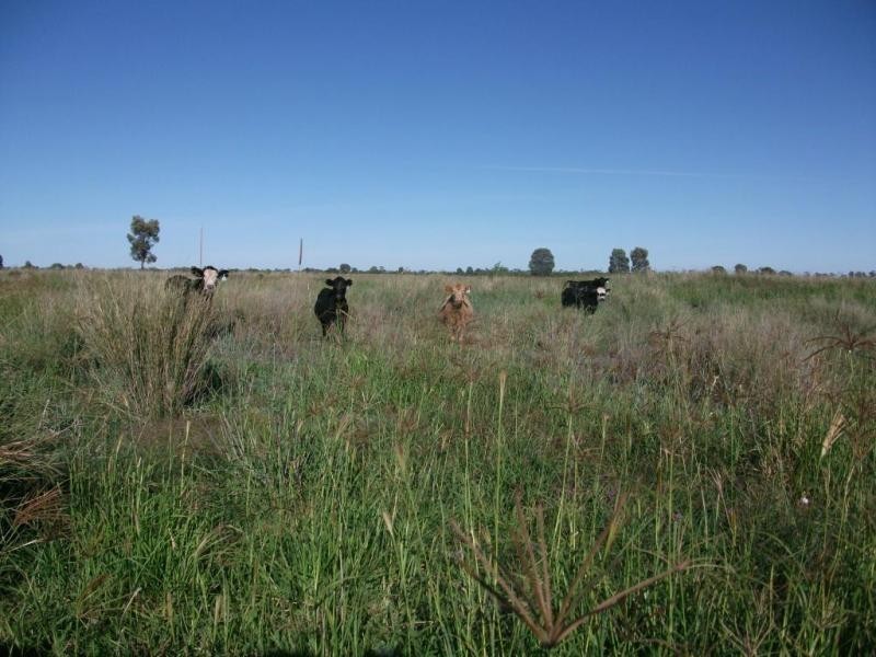 Goondiwindi QLD 4390