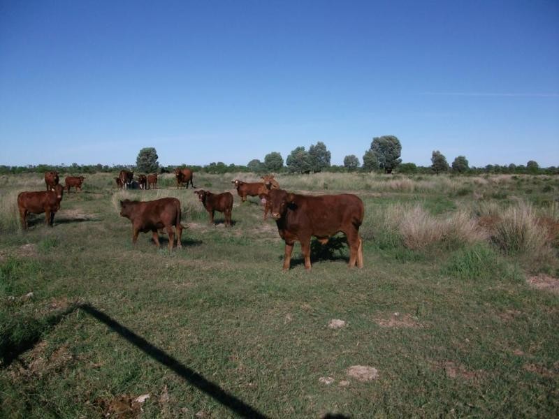 Goondiwindi QLD 4390