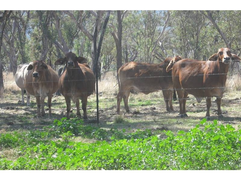 988 Pilton Valley Rd, Upper Pilton QLD 4361